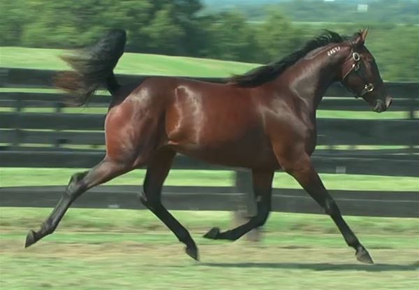 Standard Bred Yearlings